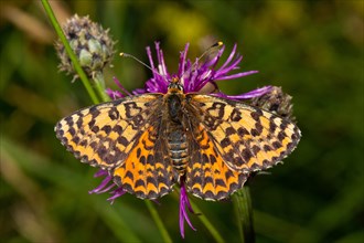 Red Melitaea butterfly butterfly with open wings sitting on purple flower from behind