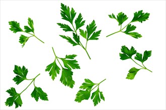 Overhead view of parsley leaves isolated on white background