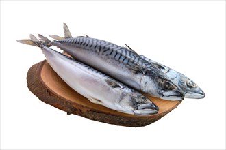 Frozen mackerel isolated on white background