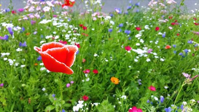 Colourful flower meadow with a special poppy with white border in the wild