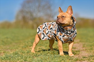 Red French Bulldog dog wearing homemade bathrobe made from fleece fabric to dry faster after swimming