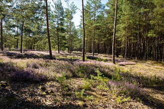 Area of heather with flowering heather and pine trees