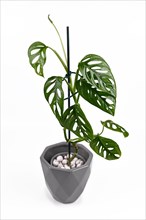 Exotic Monstera Adansonii or Swiss cheese vine house plant in gray flower pot on white background