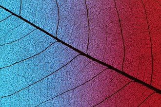 Top view of colored textured leaf. Resolution and high quality beautiful photo