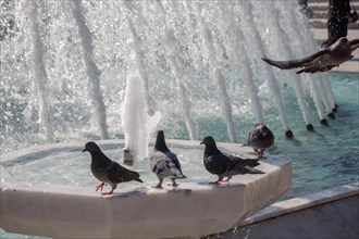 City pigeons by the side of water at a fountain