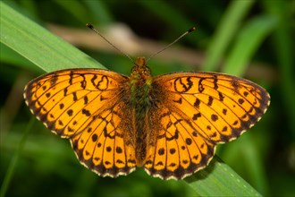 Meadowsweet mother-of-Fritillary butterfly with open wings sitting on green leaf from behind