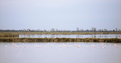 Flamingos