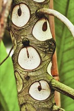 Close up of scars that look like eye like markings on trunk on trunk of exotic 'Thaumatophyllum' plant