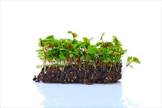 Fresh microgreens. Sprouts of sorrel isolated on white background
