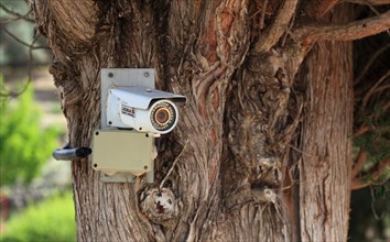 Surveillance camera on a tree