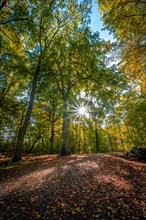 A sun star in the colourful deciduous forest in autumn