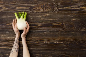 Overhead view of fresh fennel bulb in hands over wooden background