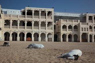 Arabian horse breeding stables in Al Jasra