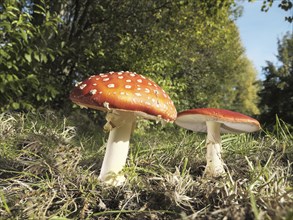 Fly agarics