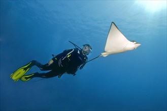 Diver looking up swimming next to Spotted Eagle Ray