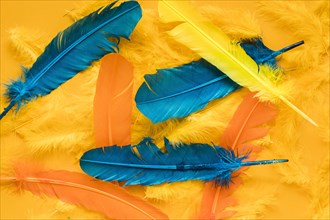 Top view multicolored feathers carnival. Resolution and high quality beautiful photo