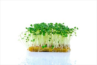Fresh microgreens. Sprouts of arugula isolated on white background
