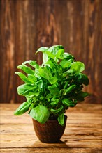 Pot with fresh basil on wooden background