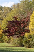 Autumnal deciduous trees