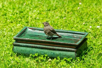 House Redstart standing in table with water in green grass looking from front left