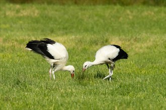 White stork two storks standing in green meadow feeding seeing differently