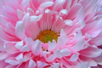 Pink Crysanthemum 'Antonov'