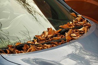 Autumn leaves on parked cars