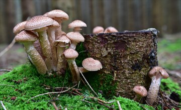 Honey fungus next to tree stump in forest