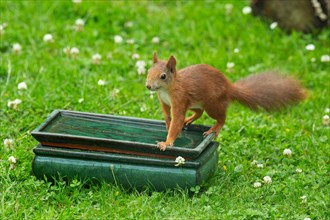 Squirrel standing on table with water in green grass