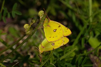 Golden Eight two moths mating hanging on green stalk seen left