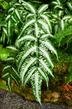 Pteridaceae Pteris Argyrea Silver Brake fern plant branch with white markings