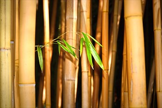 Young bamboo branch