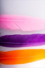 Studio shot photo of colored bird feathers as texture background