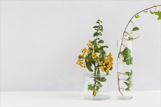 Yellow berry twig ivy glass vase desk against background. Resolution and high quality beautiful photo