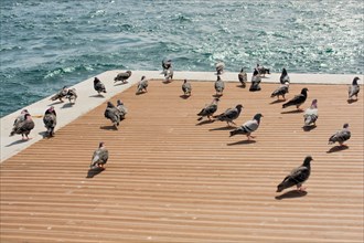 Beautiful pigeons in the Bosphorus