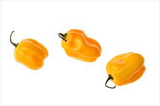 Fresh habanero pepper isolated on white background