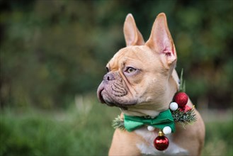 Red fawn French Bulldog dog wearing seasonal Christmas collar with green bow tie on blurry green background with copy space
