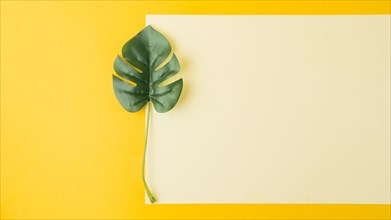 Monstera leaf near blank paper yellow background