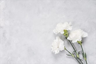 White carnation flowers table. Resolution and high quality beautiful photo