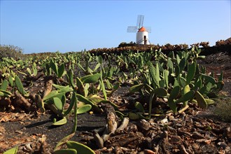 (Opuntia) plantation and gofio mill near Guatiza, Lanzarote, Canary Islands, Spain, Europe