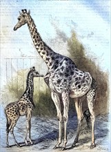 Kordofan Giraffe