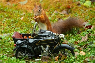 Squirrel with nut in mouth standing behind motorbike with nuts in green grass looking from front left