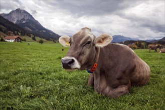 Milk cow in the pasture