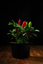 Jalapeno chili pepper on wooden table over black background. Bush of chili pepper for home gardening