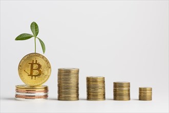 Piles bitcoin with plant