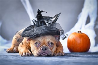 Red fawn French Bulldog dog dressed up with Halloween witch hat in front of seasonal background with spider webs and pumpkin