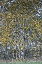 Warty birch