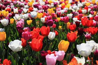 Many colourful tulips in one area