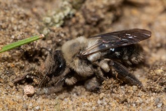Willow sand bee sitting on sand left looking