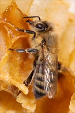 Honeybee sitting at comb left looking